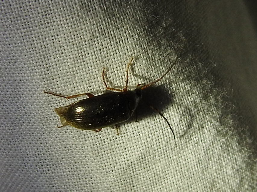 Hymenalia rufipes - rőtlábú alkonybogár