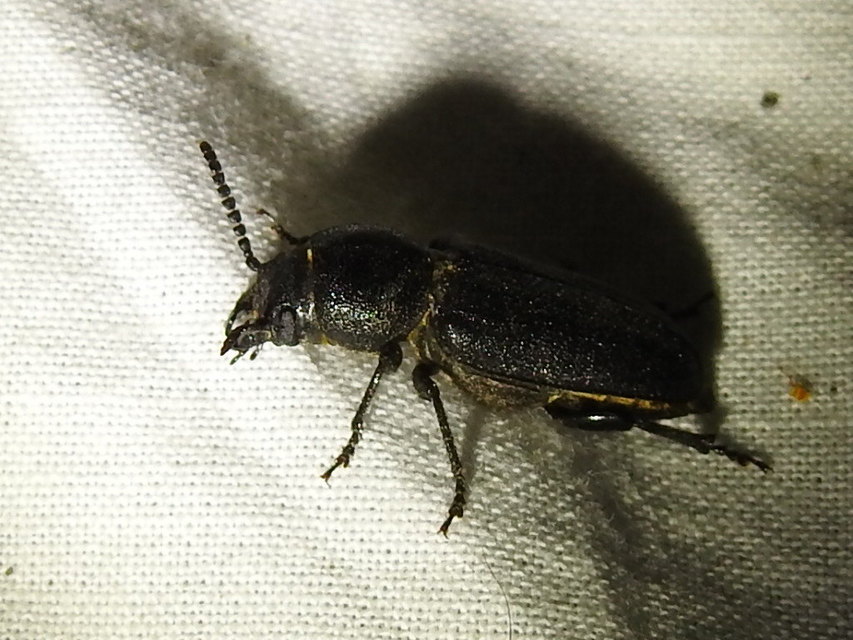 Spondylis buprestoides - erdei félcincér