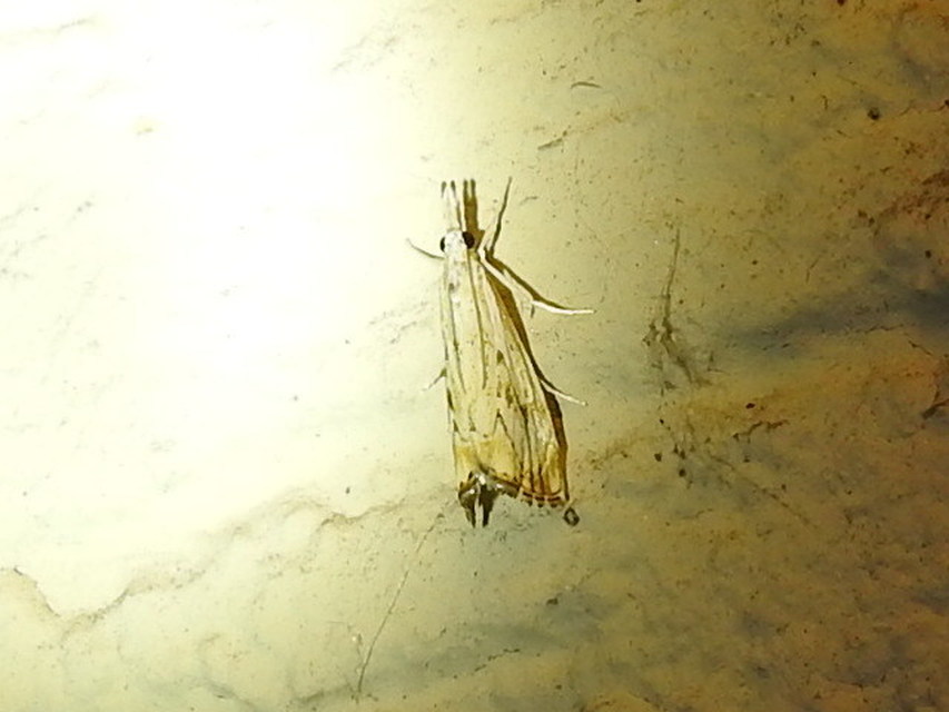 Catoptria falsella - hálós fűgyökérmoly