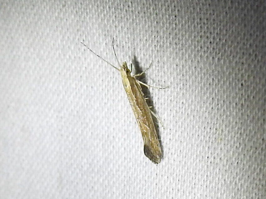 Plutella xylostella - káposztamoly