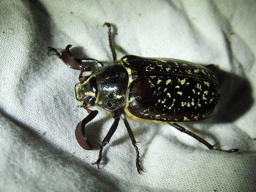 Polyphylla fullo - csapó cserebogár