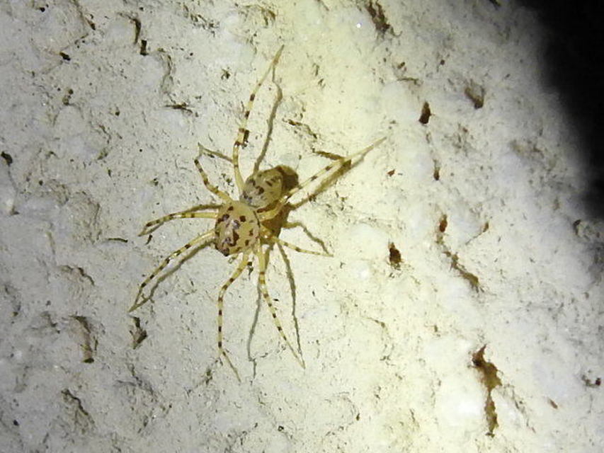 Scytodes thoracica - közönséges csupaszpók