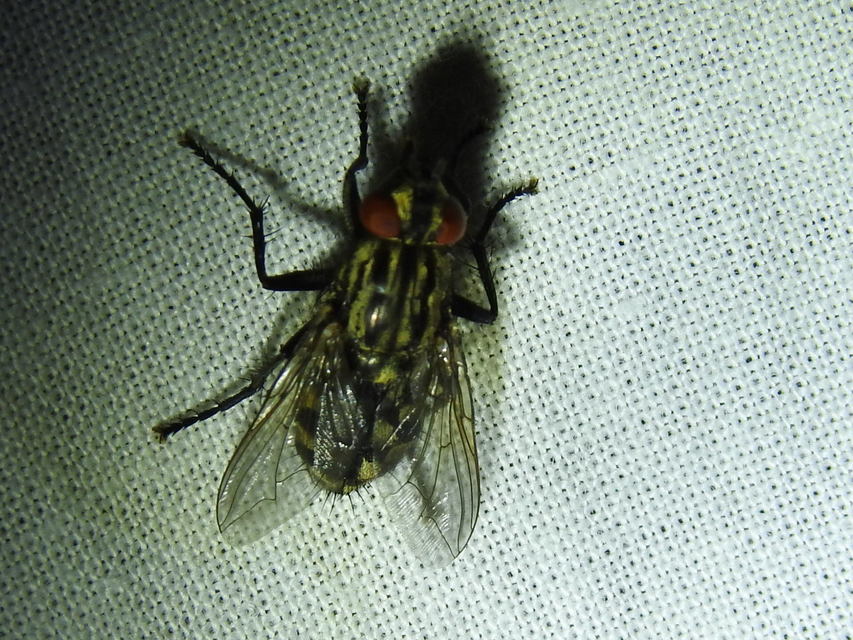 Sarcophaginae