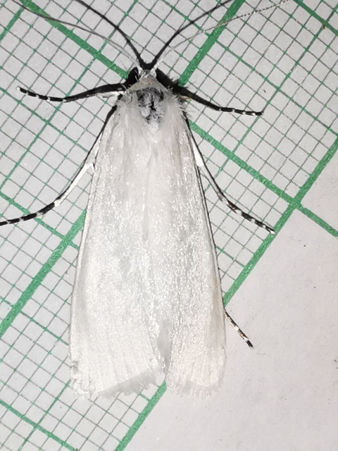 Scirpophaga praelata - kócsagmoly