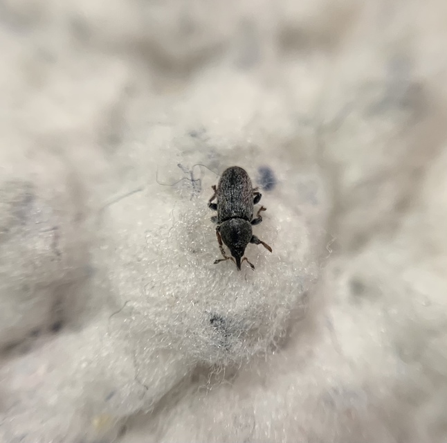 Tychius cuprifer - rezesbarna tímárormányos