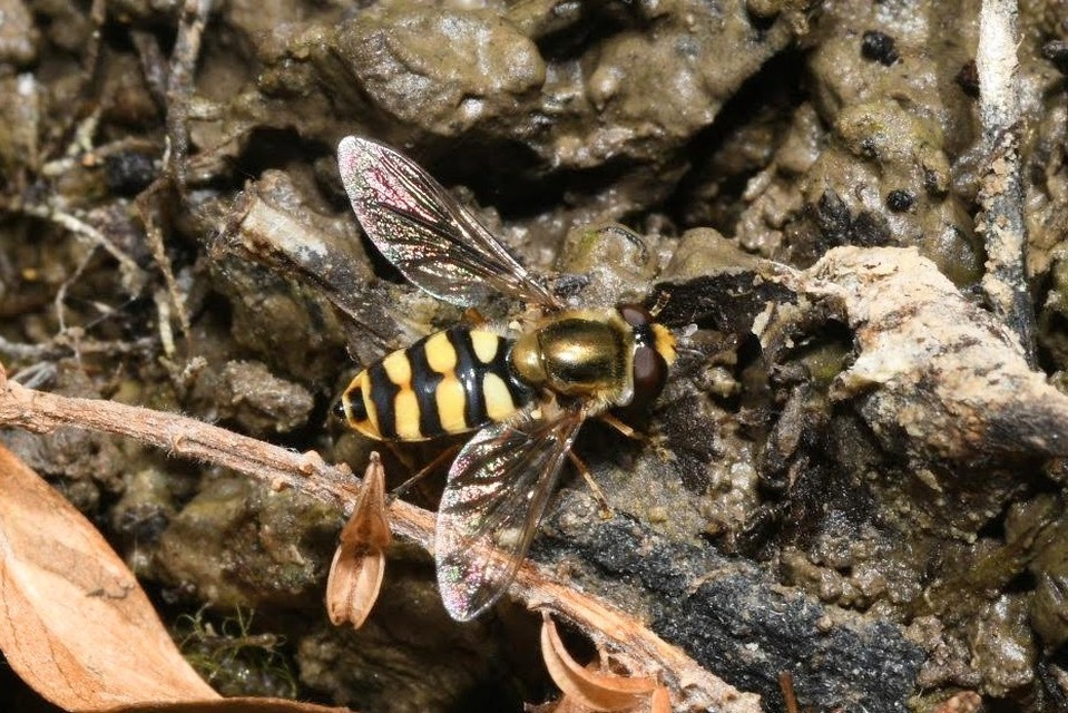 Eupeodes corollae - gyakori mezeilégy