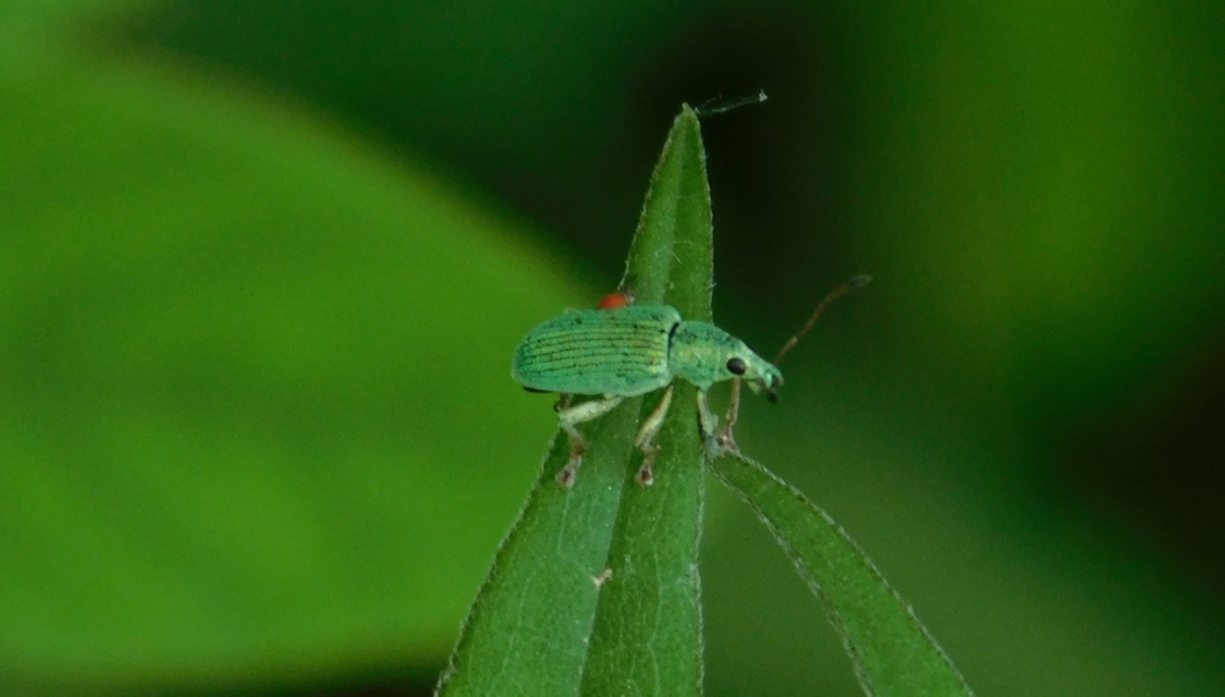 Polydrusus formosus - selymes lombormányos