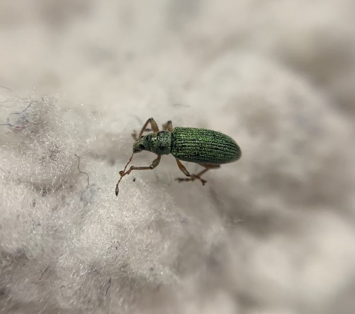 Polydrusus formosus - selymes lombormányos