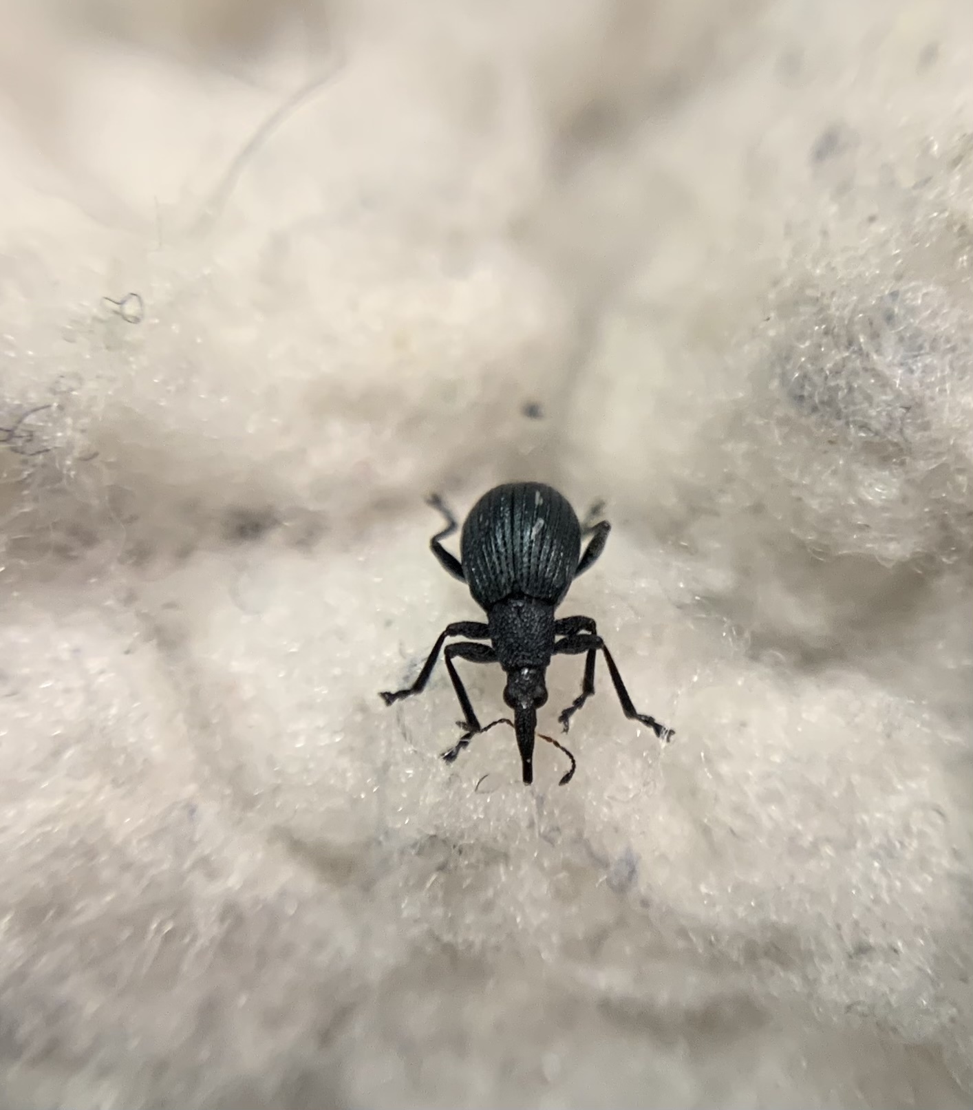 Oxystoma pomonae - lomblakó cickányormányos