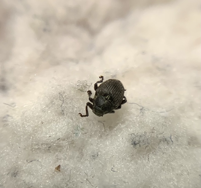 Glocianus distinctus - pitypang-gömbdedormányos