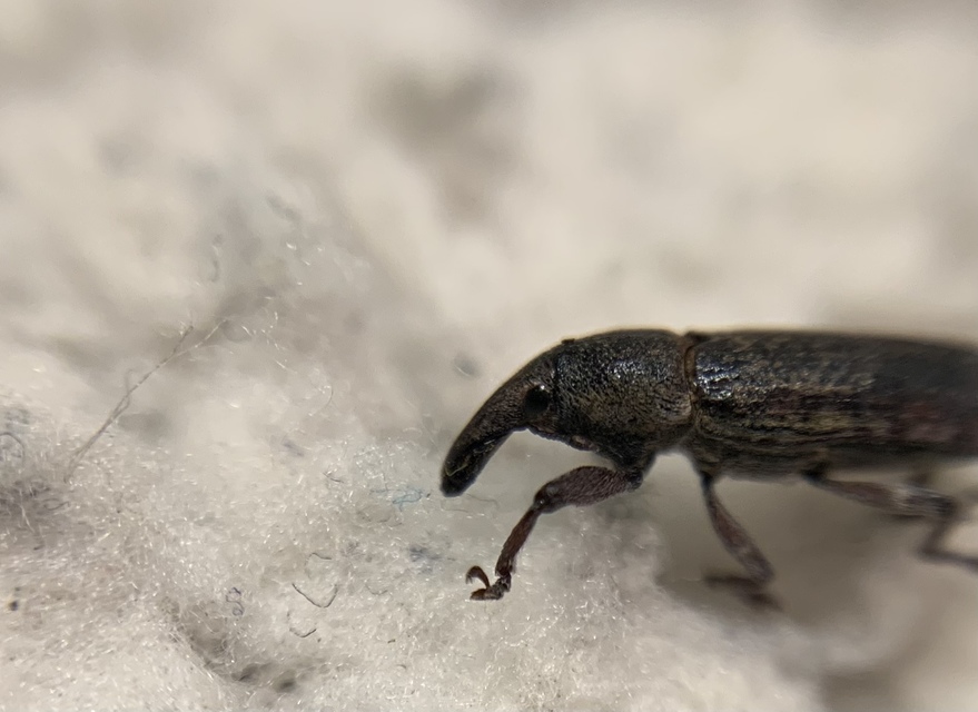 Lixus cinerascens - hamvas dudvabarkó