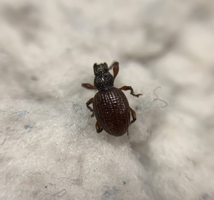 Otiorhynchus ovatus - apró gyalogormányos