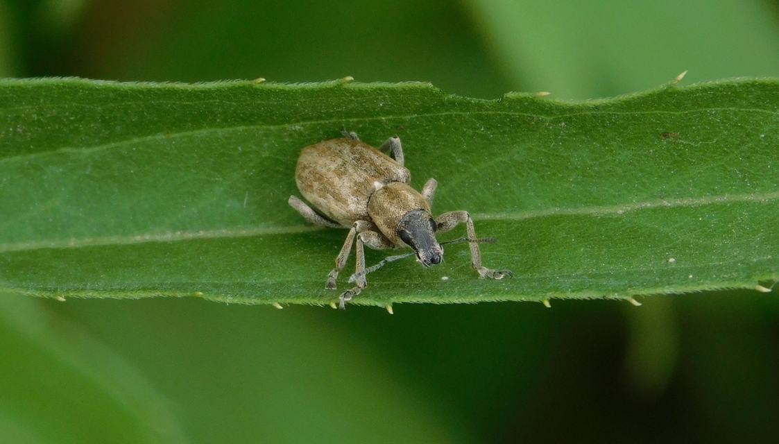 Tanymecus palliatus - közönséges hegyesfarúbarkó