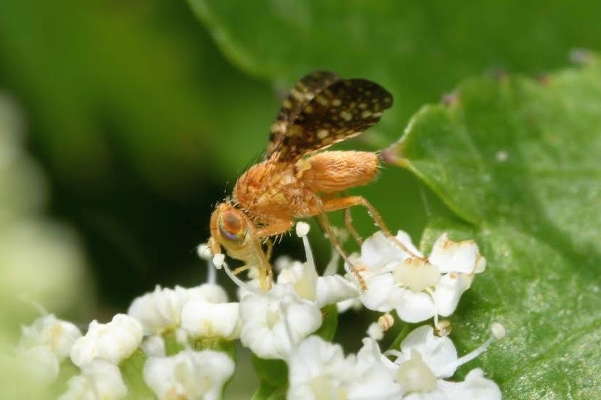 Oxyna flavipennis