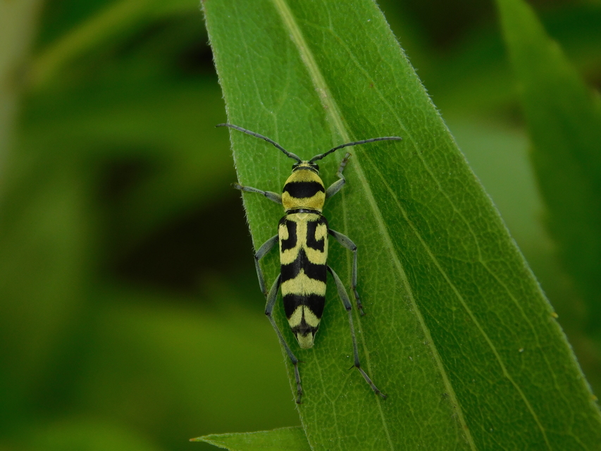 Chlorophorus varius - díszes darázscincér