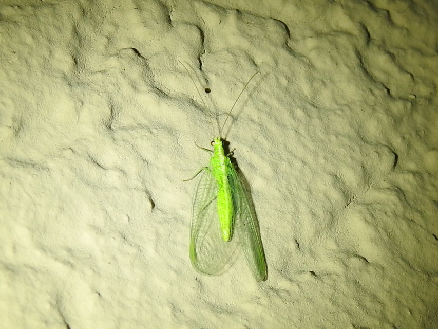 Chrysopidae - zöldfátyolkák