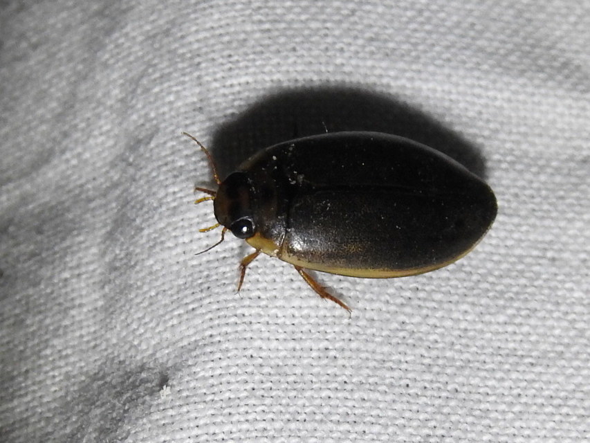 Rhantus suturalis - gyakori particsíkbogár