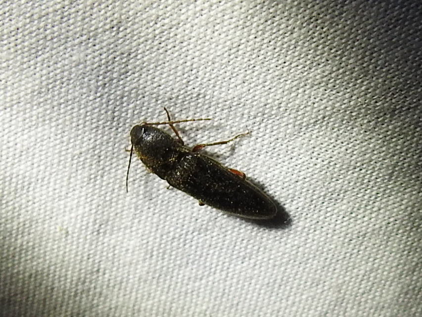 Melanotus