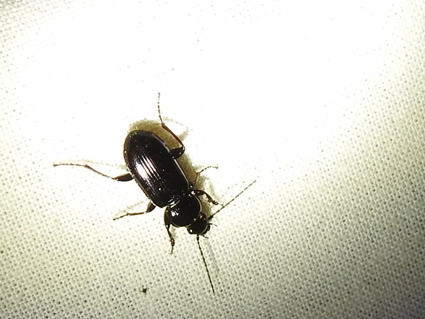 Pterostichus anthracinus - fekete gyászfutó
