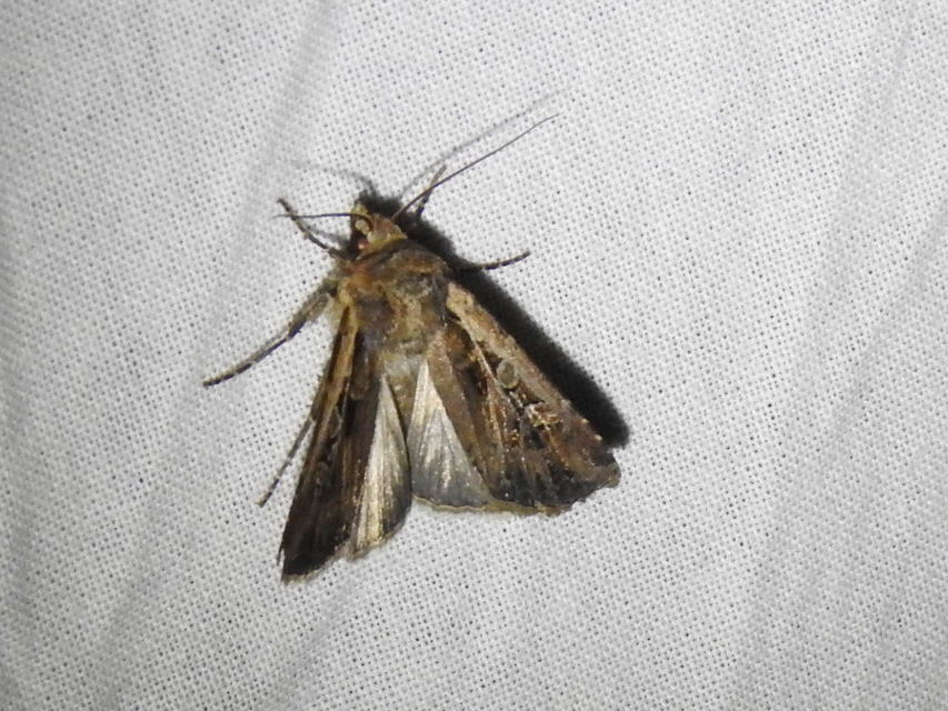 Euxoa tritici/nigrofusca/eruta