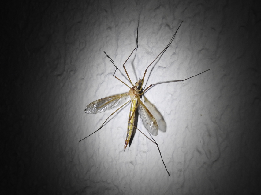 Tipula
