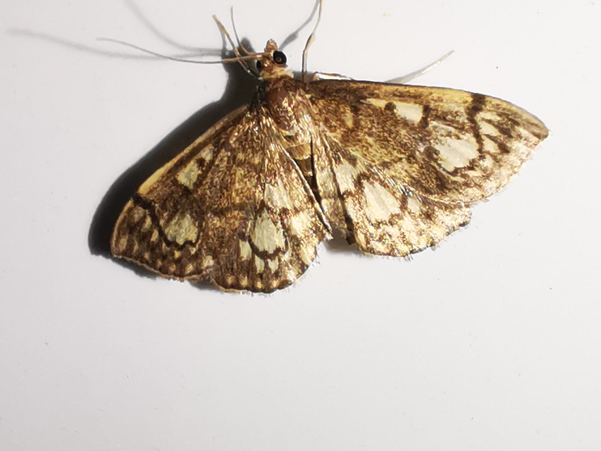 Anania stachydalis - mocsári dudvamoly