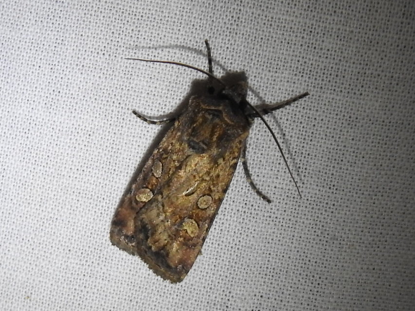Euxoa tritici/nigrofusca/eruta