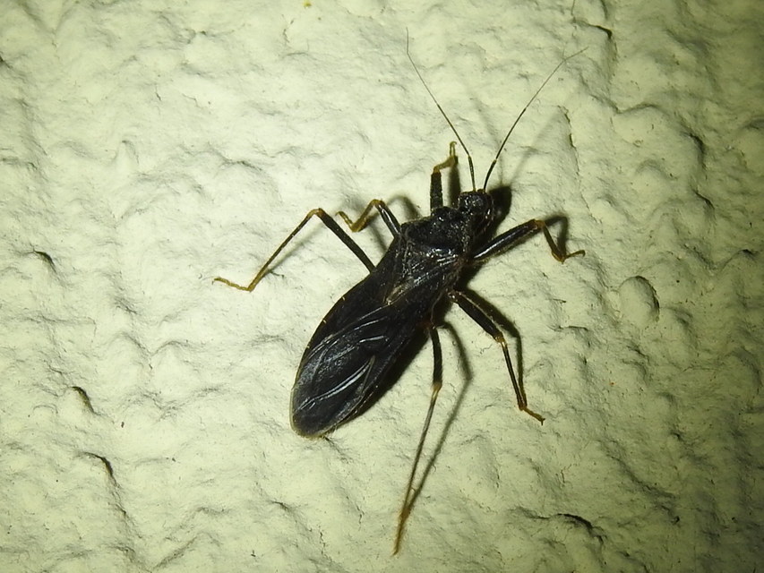 Reduvius personatus - szemetes zugpoloska