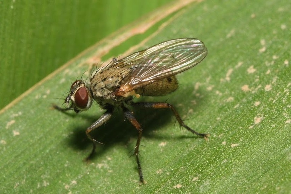 Coenosia tigrina