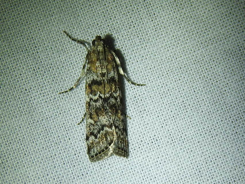 Dioryctria