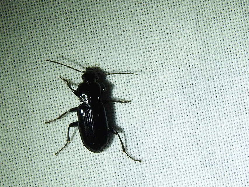 Pterostichus anthracinus - fekete gyászfutó