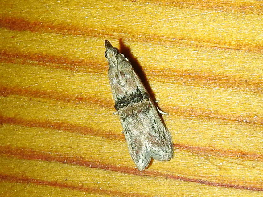 Nephopterix angustella - kecskerágó-karcsúmoly