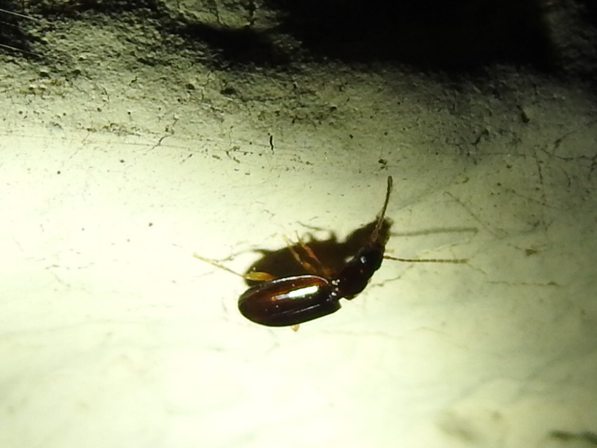 Trechus quadristriatus - közönséges fürgefutonc