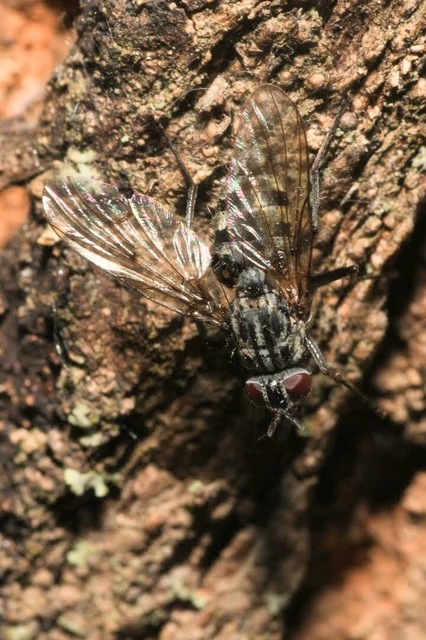 Phaonia trimaculata