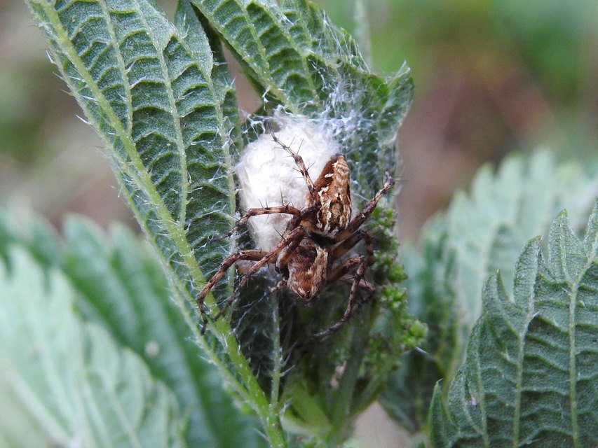 Oxyopes ramosus