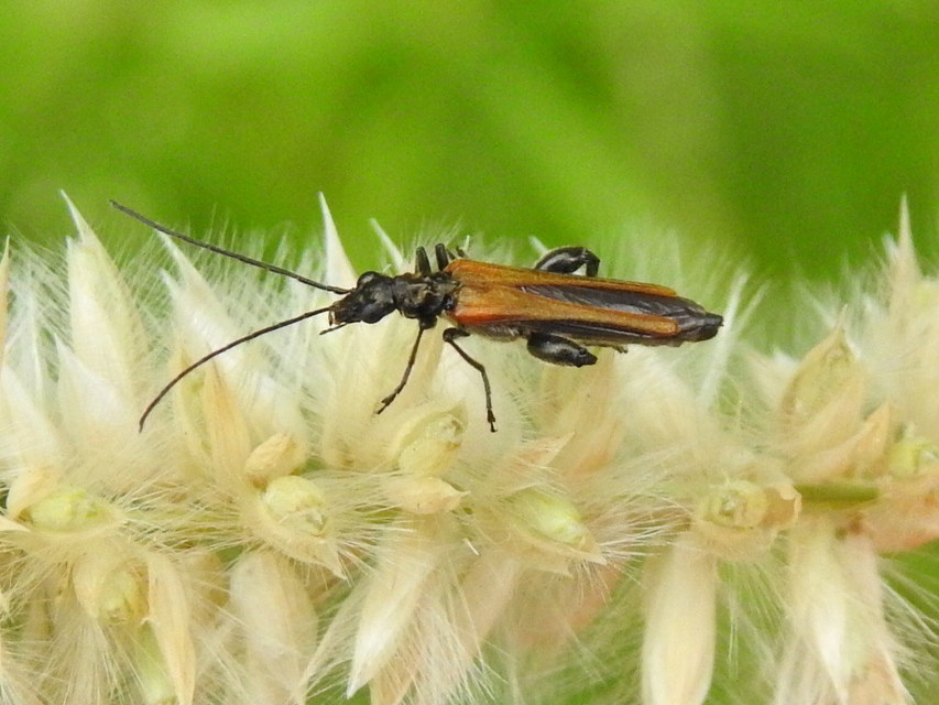 Oedemera femorata - sárgahátú álcincér