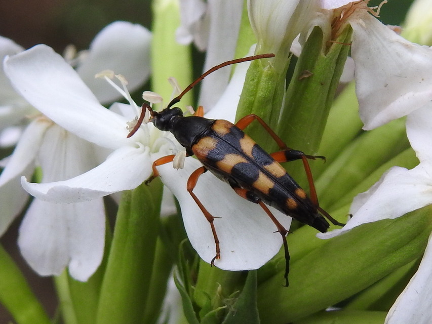 Strangalia attenuata - nyurgacincér