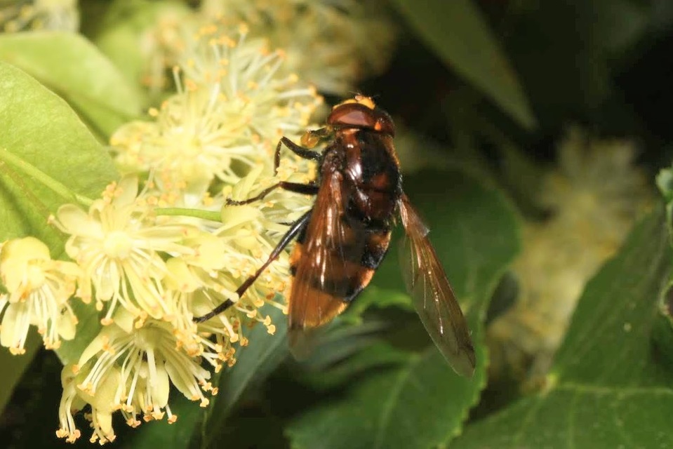 Volucella zonaria - kétöves pihelégy