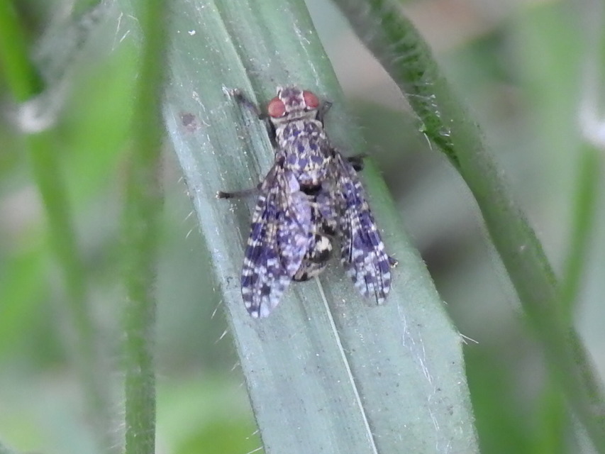 Platystoma