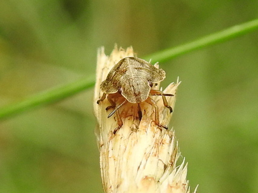 Eurygaster