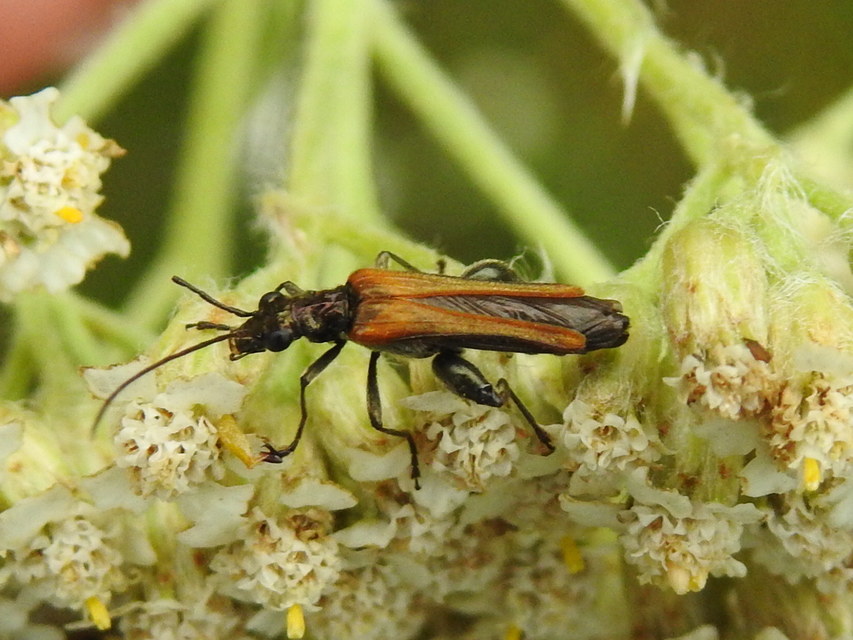 Oedemera femorata - sárgahátú álcincér