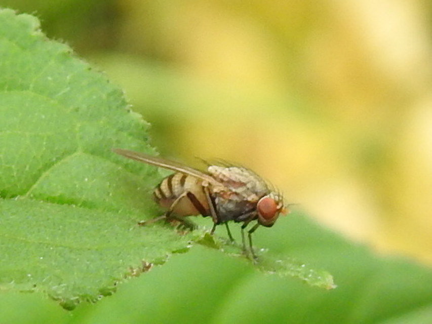 Minettia