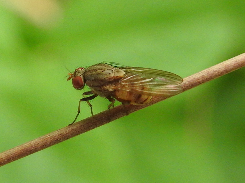 Minettia