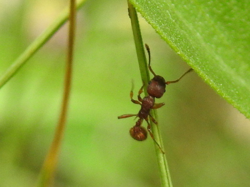 Myrmica sabuleti - gyakori bütyköshangya