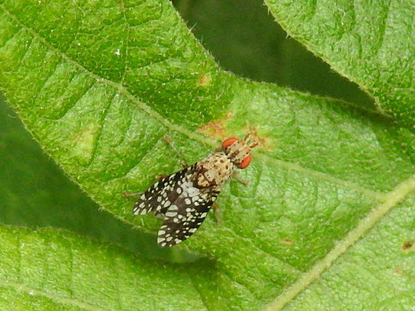 Trypetoptera punctulata - pirosszemű szarvaslégy