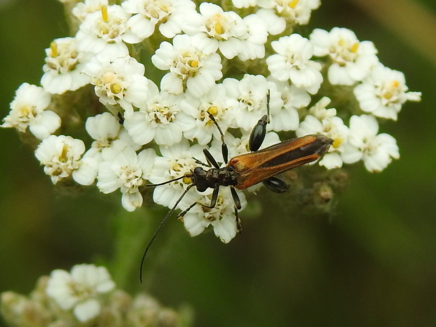 Oedemera femorata - sárgahátú álcincér