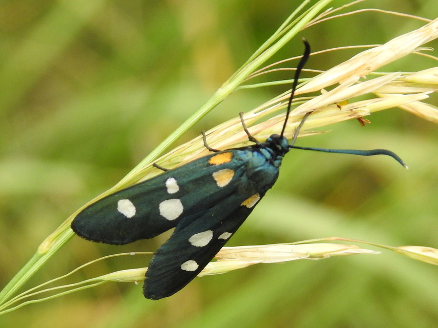 Zygaena ephialtes - változékony csüngőlepke