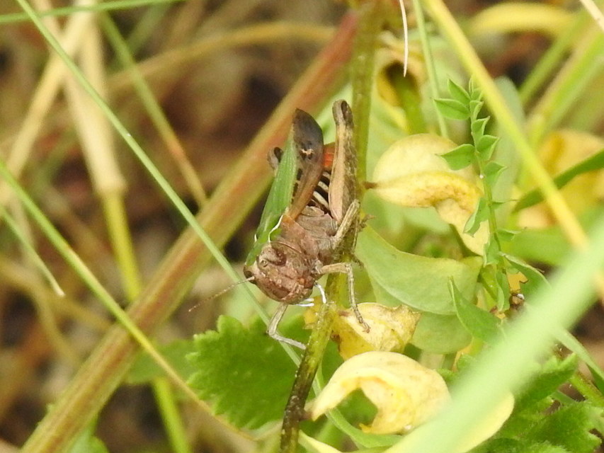 Omocestus viridulus - zöld tarlósáska