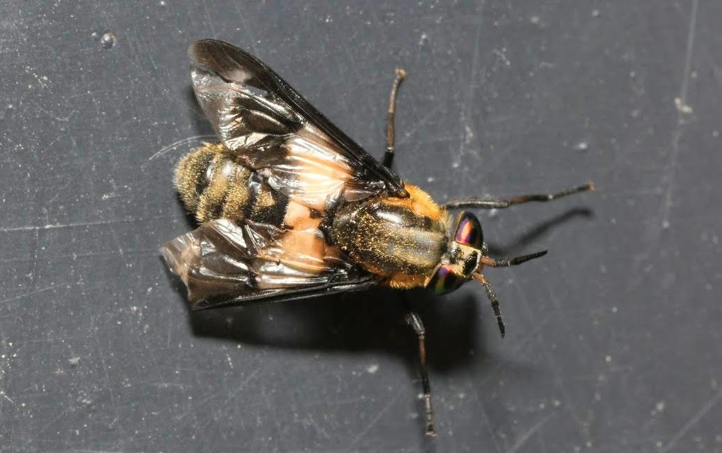 Chrysops caecutiens - közönséges pőcsik