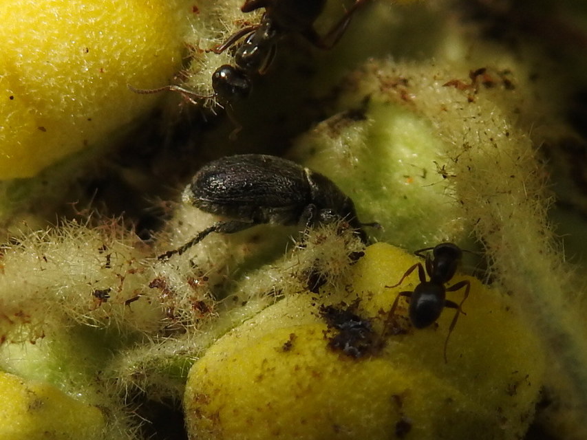 Rhinusa asellus - szőrcsillagos ökörfarkkóró-ormányos